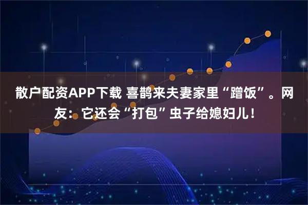 散户配资APP下载 喜鹊来夫妻家里“蹭饭”。网友：它还会“打包”虫子给媳妇儿！